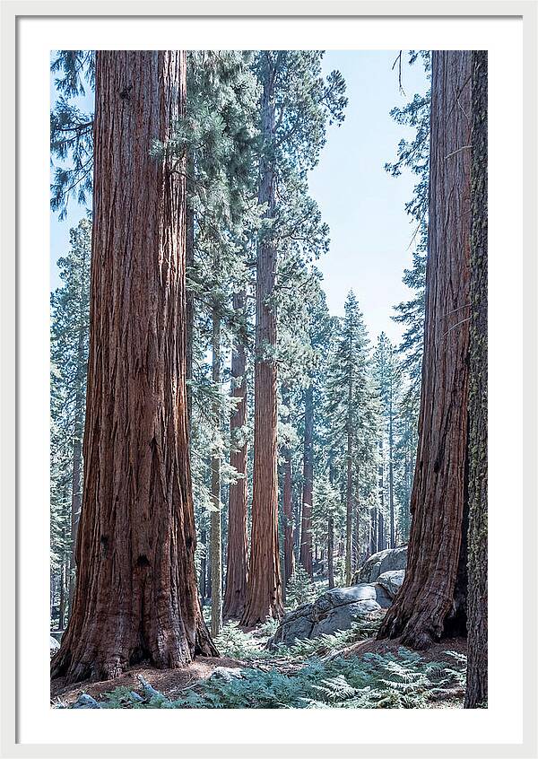 Giant Sequoia Grove Serenity