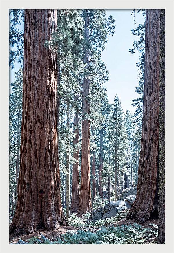 Giant Sequoia Grove Serenity