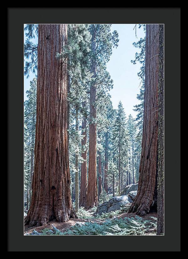 Giant Sequoia Grove Serenity