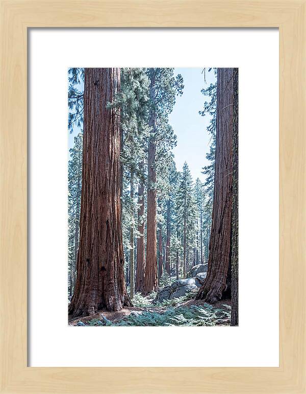 Giant Sequoia Grove Serenity