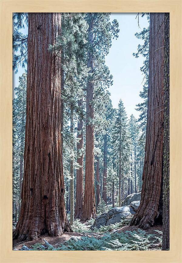 Giant Sequoia Grove Serenity