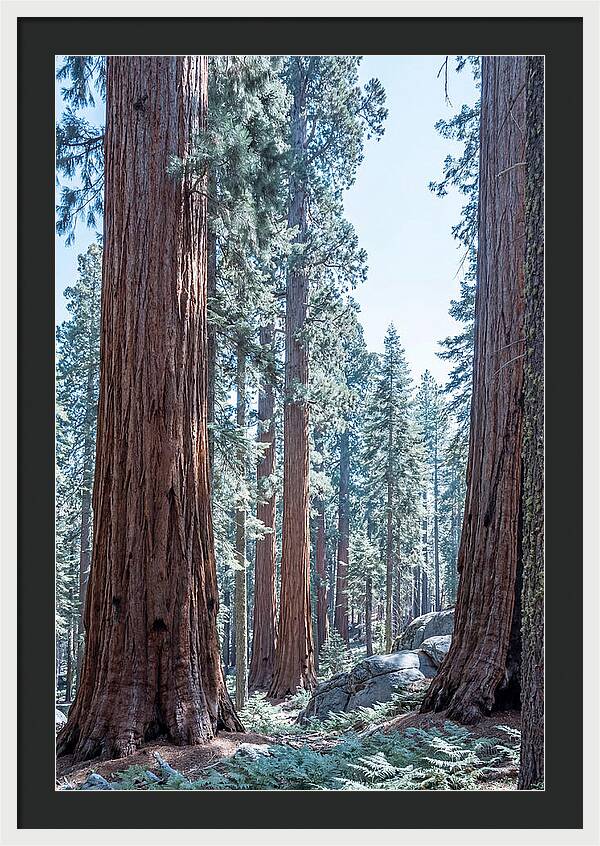 Giant Sequoia Grove Serenity