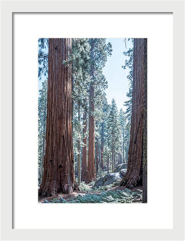 Giant Sequoia Grove Serenity