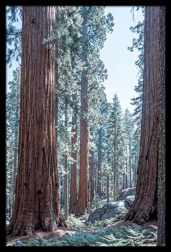 Giant Sequoia Grove Serenity