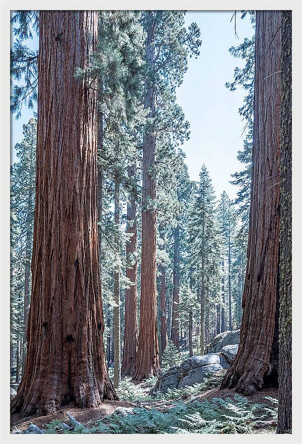 Giant Sequoia Grove Serenity