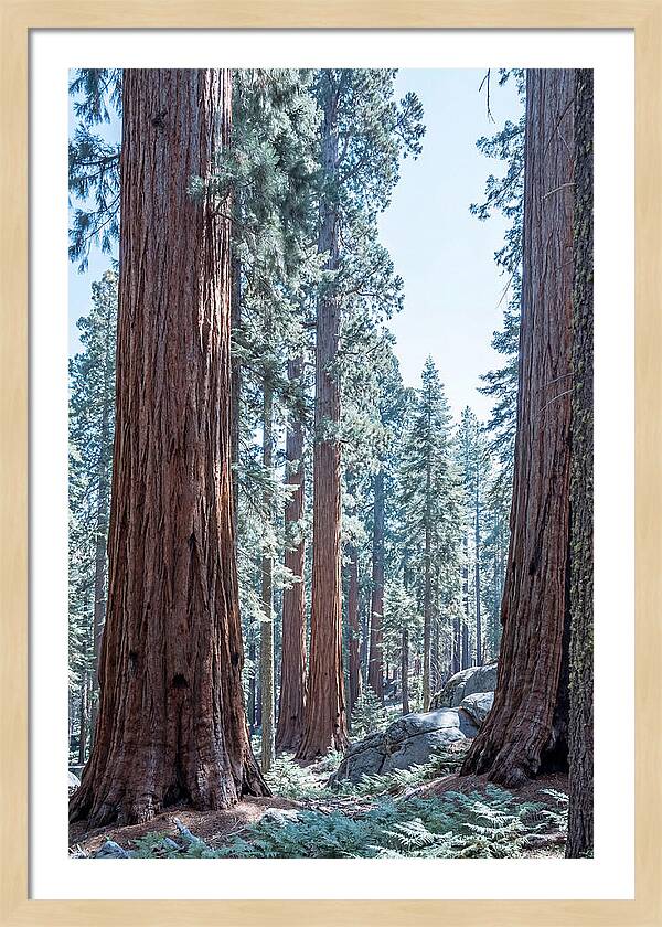Giant Sequoia Grove Serenity