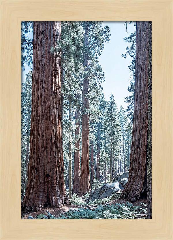 Giant Sequoia Grove Serenity