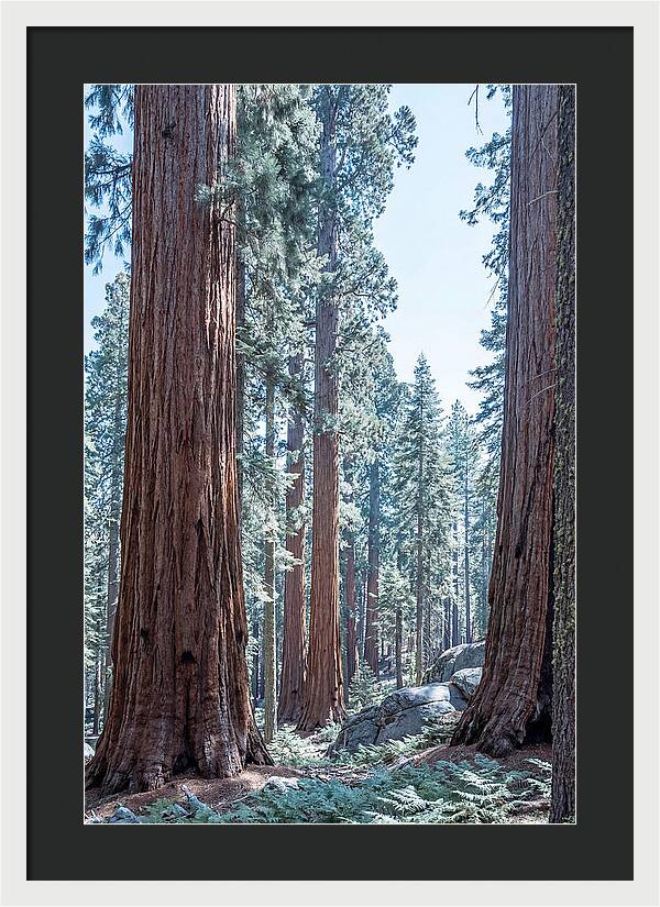 Giant Sequoia Grove Serenity