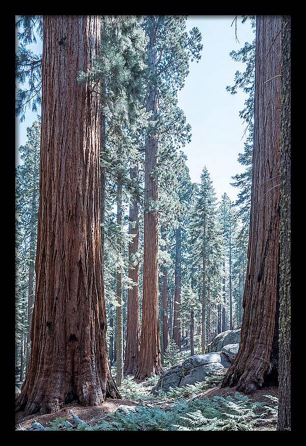 Giant Sequoia Grove Serenity