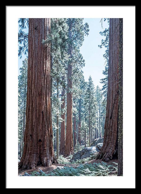 Giant Sequoia Grove Serenity