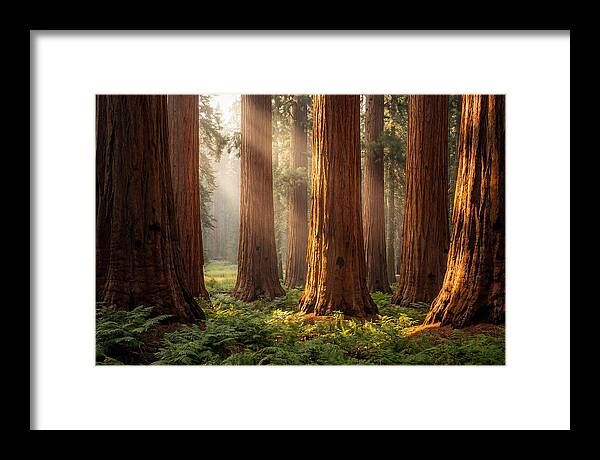 Giant Sequoias In Morning Light