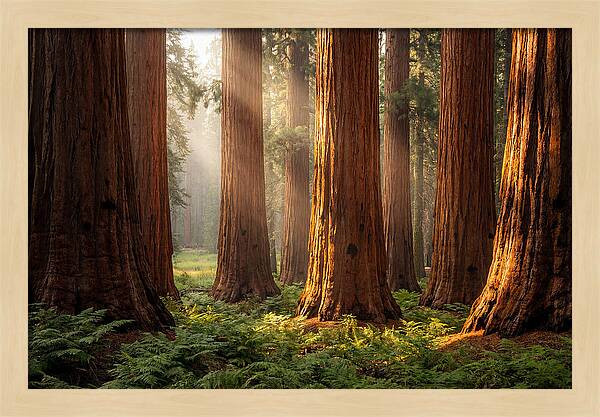 Giant Sequoias In Morning Light