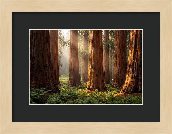 Giant Sequoias In Morning Light