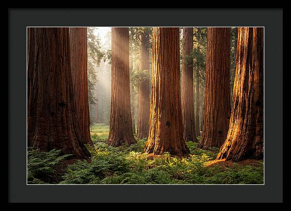 Giant Sequoias In Morning Light