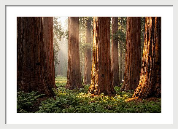 Giant Sequoias In Morning Light