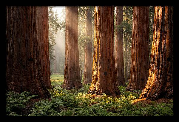 Giant Sequoias In Morning Light
