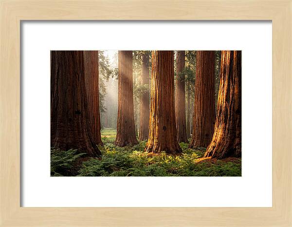 Giant Sequoias In Morning Light