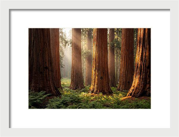 Giant Sequoias In Morning Light