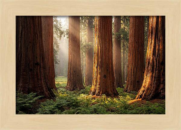 Giant Sequoias In Morning Light