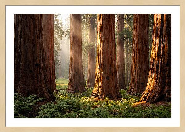 Giant Sequoias In Morning Light