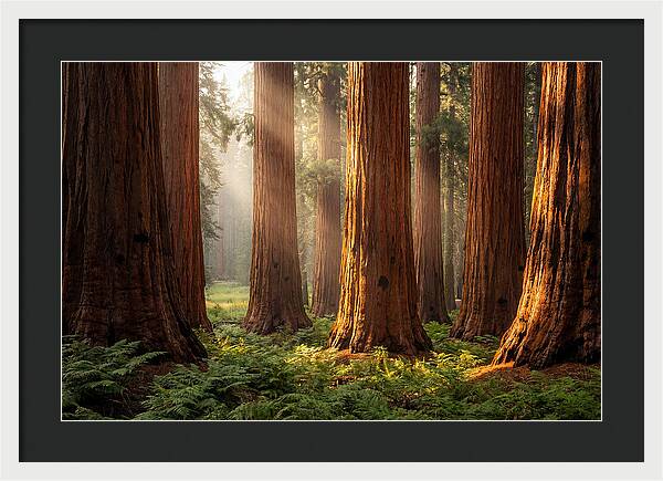 Giant Sequoias In Morning Light