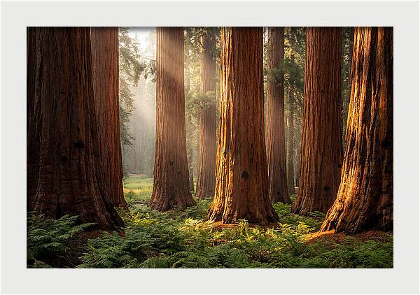 Giant Sequoias In Morning Light