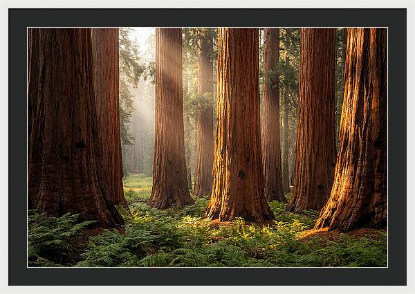 Giant Sequoias In Morning Light