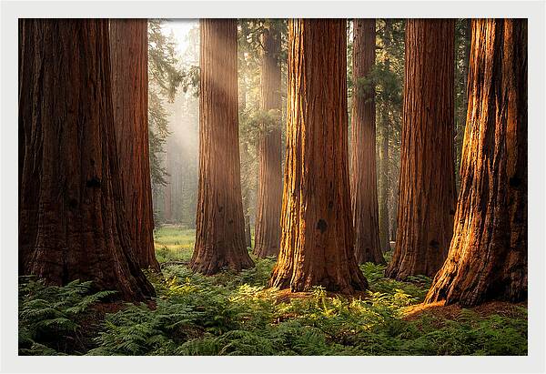 Giant Sequoias In Morning Light