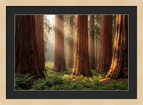 Giant Sequoias In Morning Light