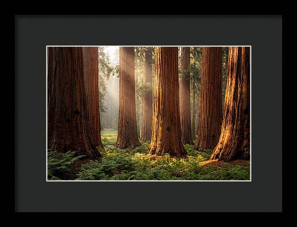 Giant Sequoias In Morning Light