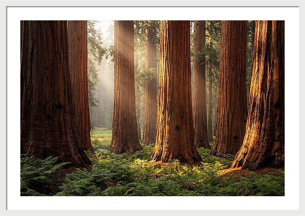 Giant Sequoias In Morning Light