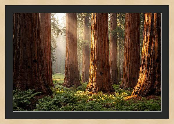 Giant Sequoias In Morning Light
