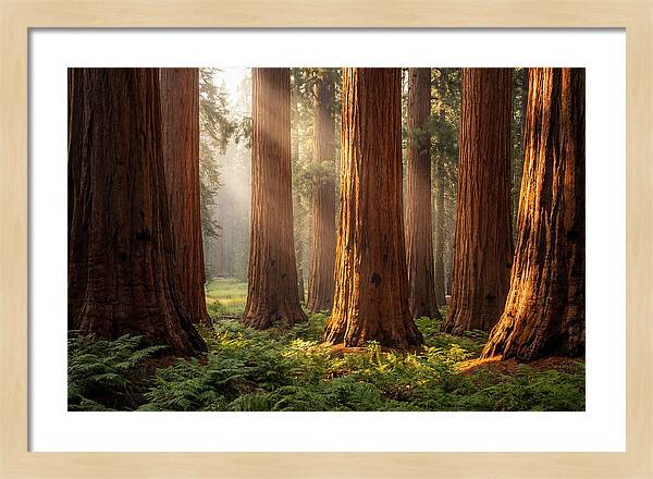 Giant Sequoias In Morning Light