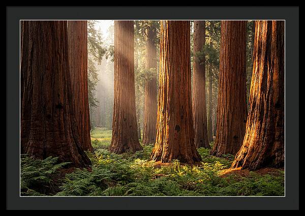 Giant Sequoias In Morning Light