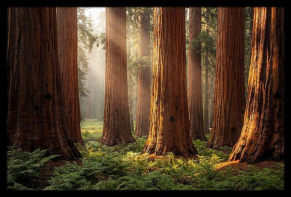 Giant Sequoias In Morning Light