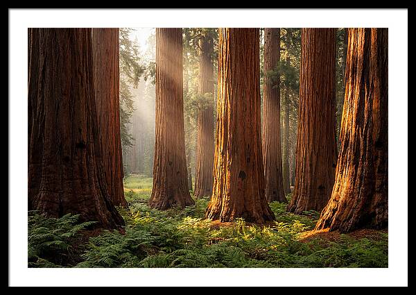 Giant Sequoias In Morning Light