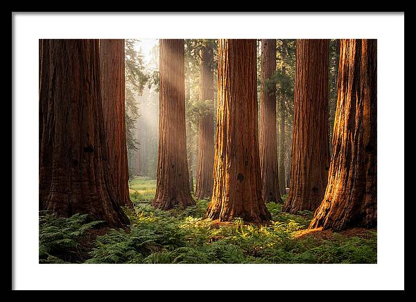 Giant Sequoias In Morning Light
