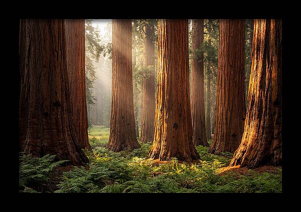 Giant Sequoias In Morning Light