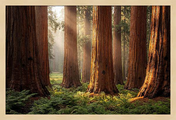 Giant Sequoias In Morning Light
