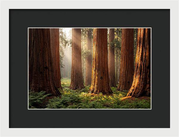 Giant Sequoias In Morning Light