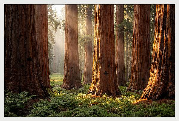 Giant Sequoias In Morning Light