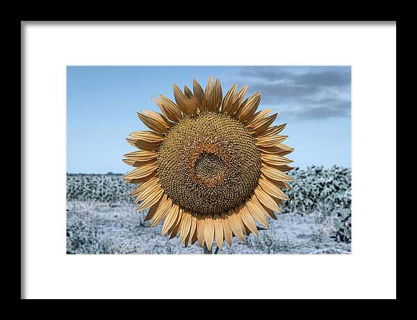 Giant Sunflower Head