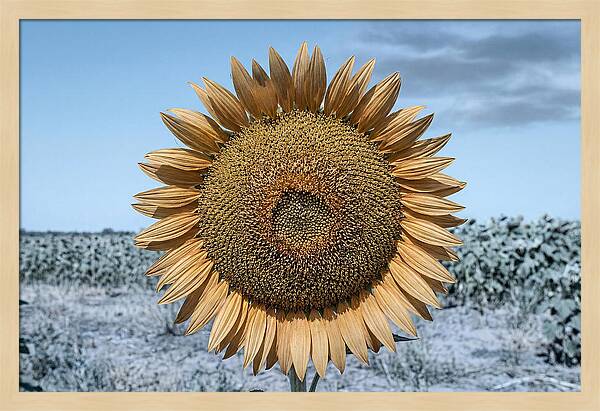 Giant Sunflower Head