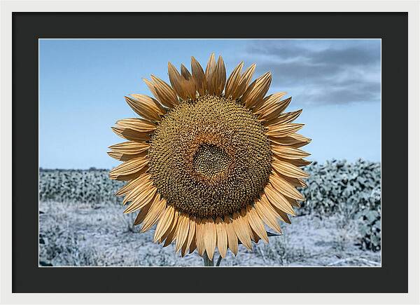 Giant Sunflower Head