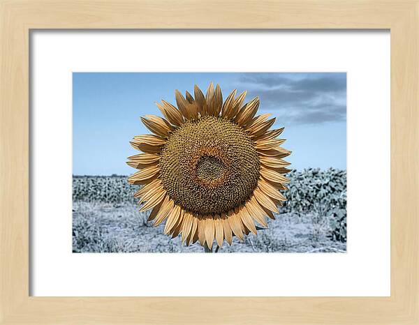 Giant Sunflower Head