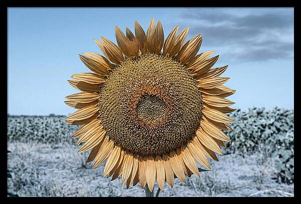 Giant Sunflower Head
