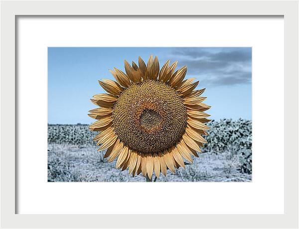 Giant Sunflower Head