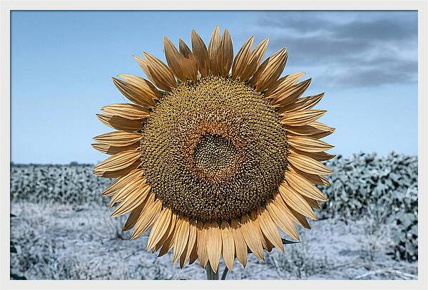 Giant Sunflower Head