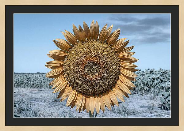 Giant Sunflower Head