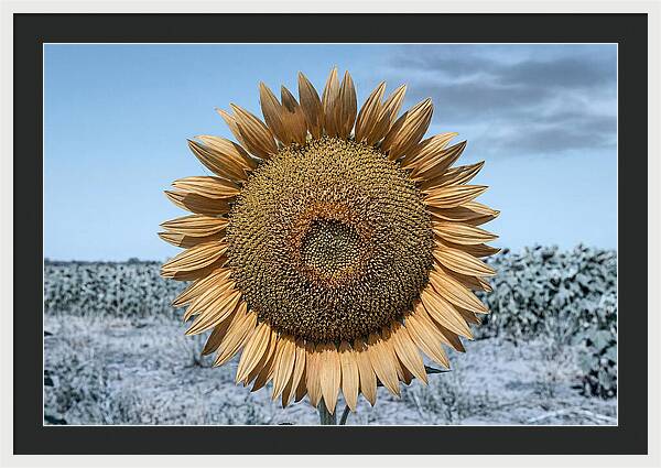Giant Sunflower Head
